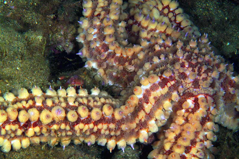 Marthasterias glacialis (Linné, 1758)